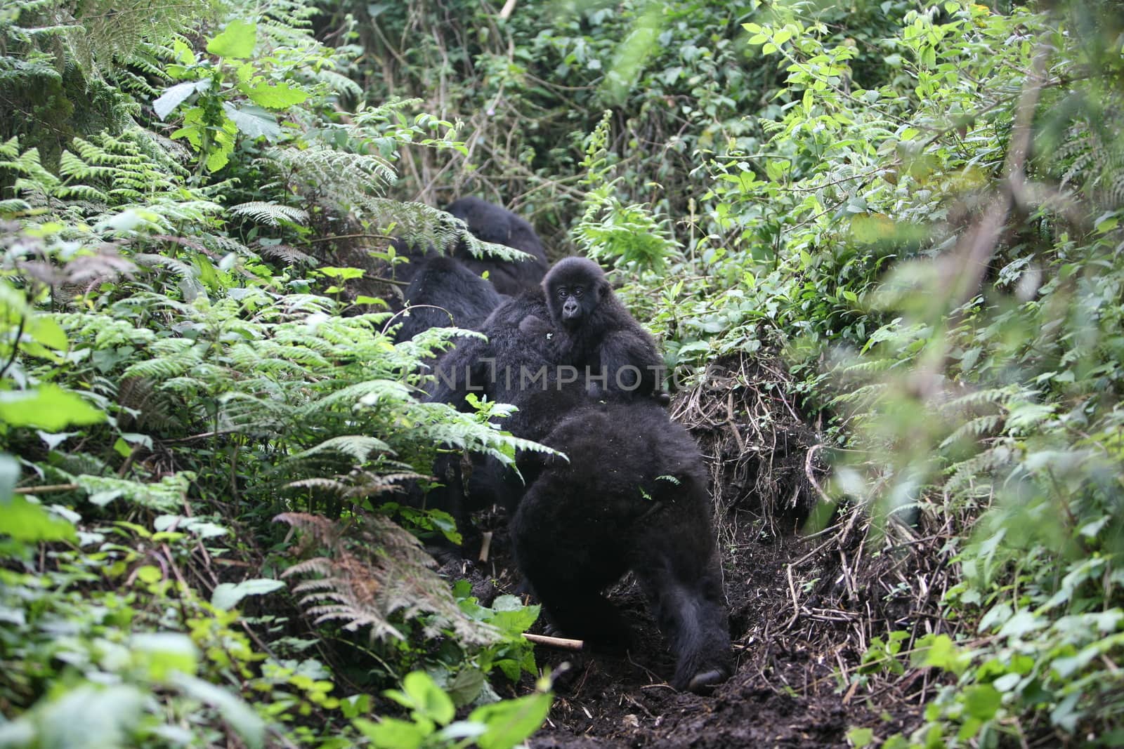 Wild Gorilla animal Rwanda Africa tropical Forest