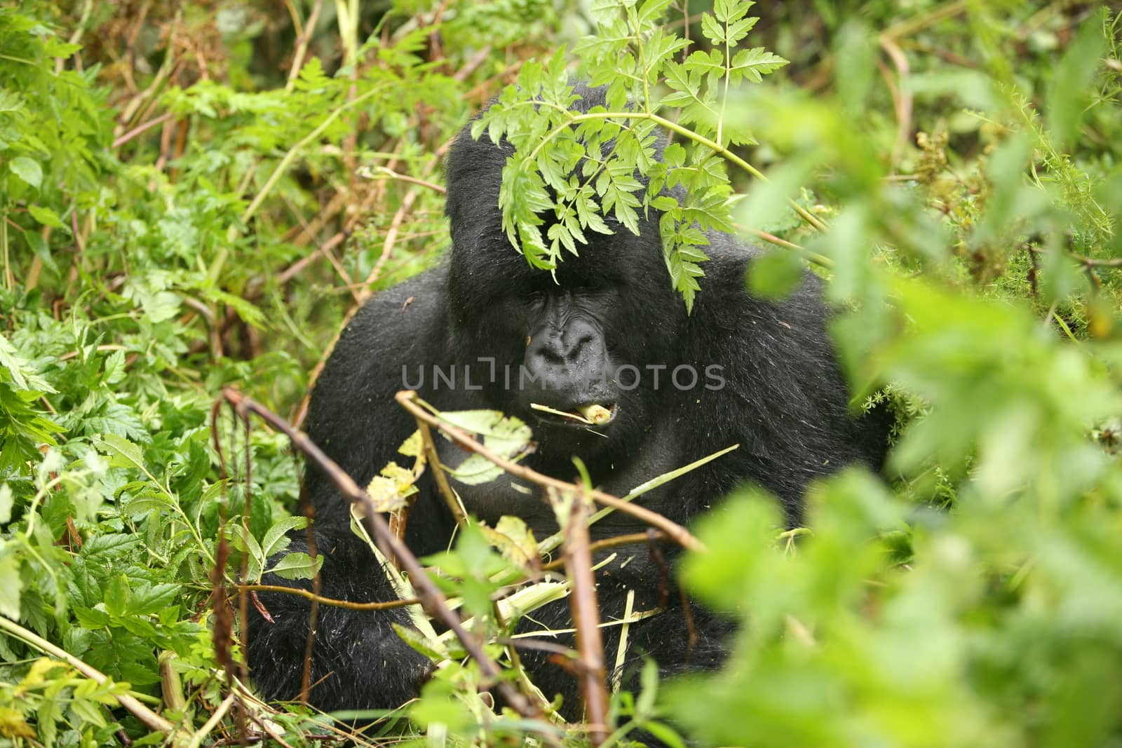 Wild Gorilla animal Rwanda Africa tropical Forest by desant7474