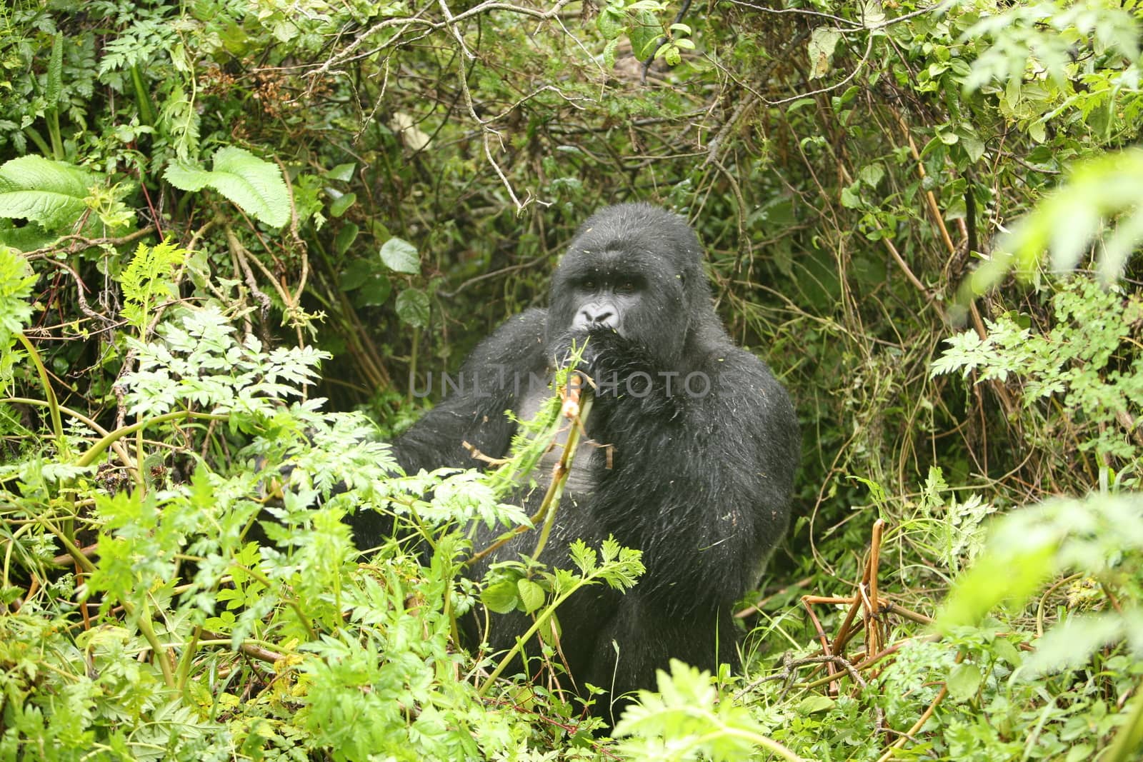 Wild Gorilla animal Rwanda Africa tropical Forest by desant7474