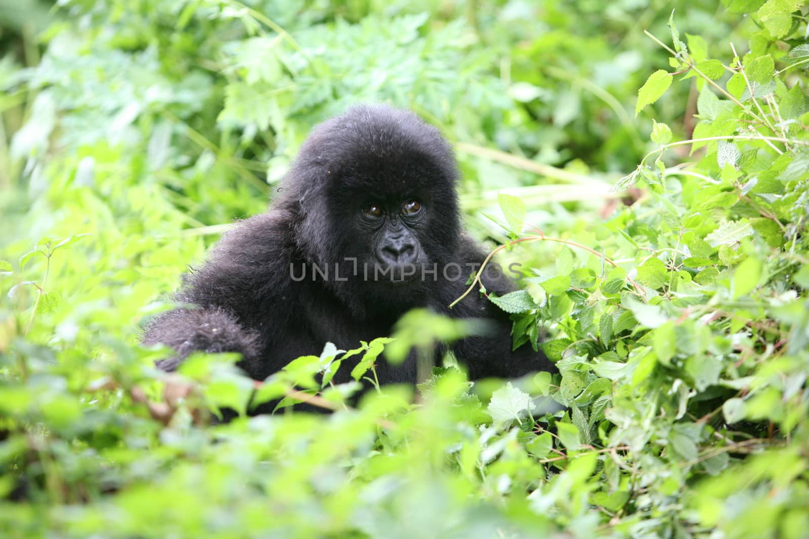 Wild Gorilla animal Rwanda Africa tropical Forest