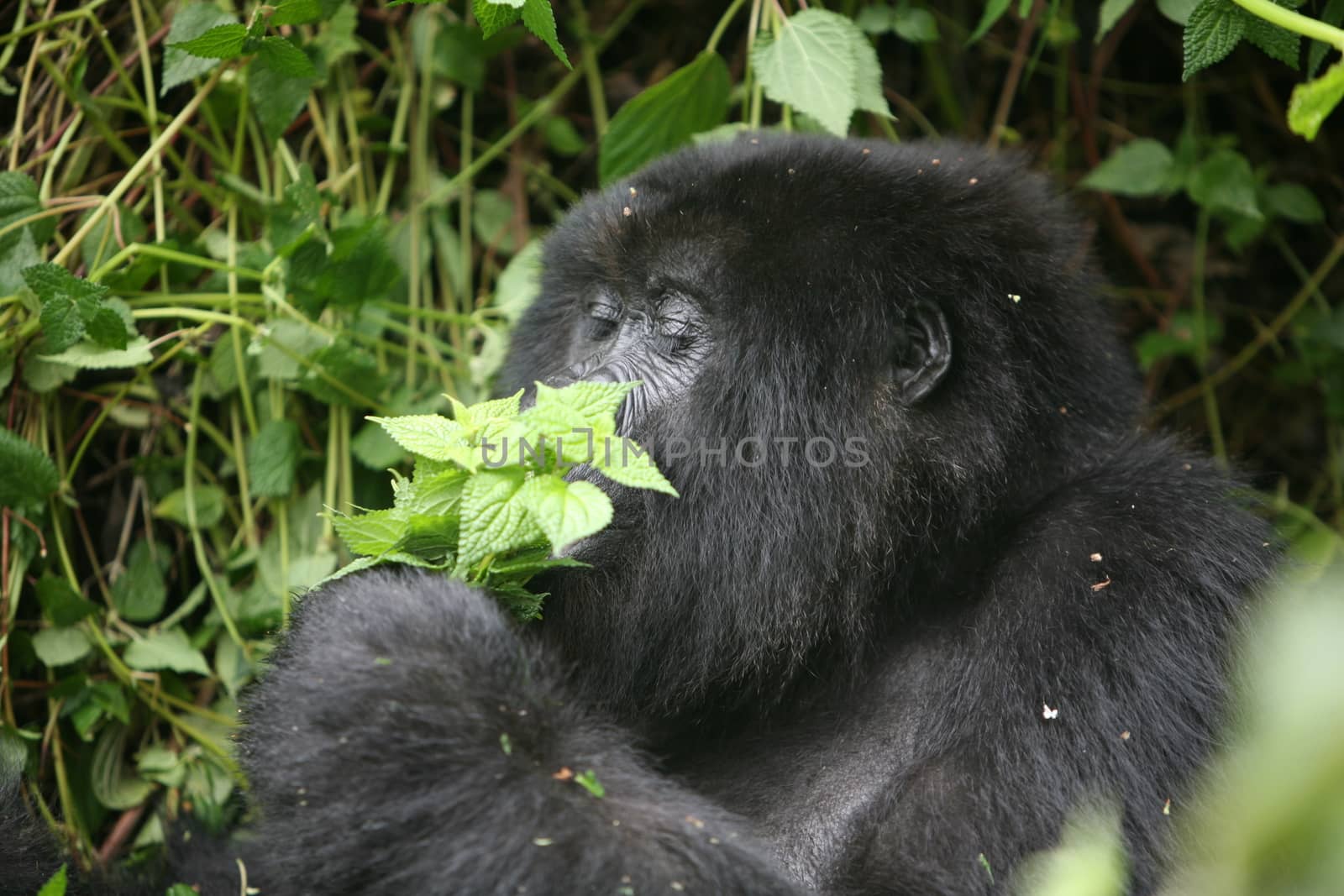 Wild Gorilla animal Rwanda Africa tropical Forest