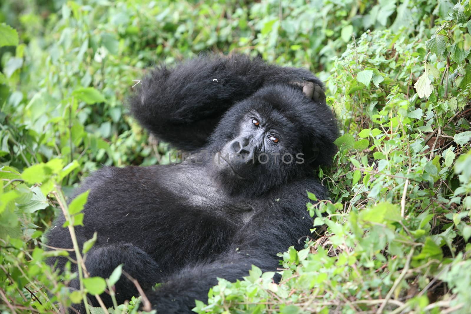 Wild Gorilla animal Rwanda Africa tropical Forest by desant7474