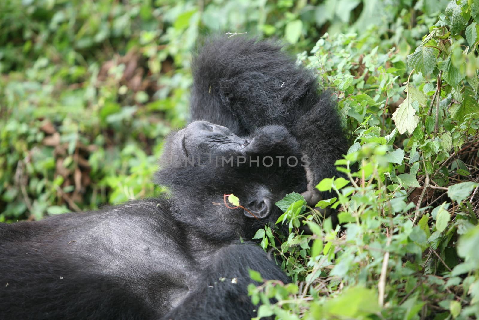 Wild Gorilla animal Rwanda Africa tropical Forest by desant7474