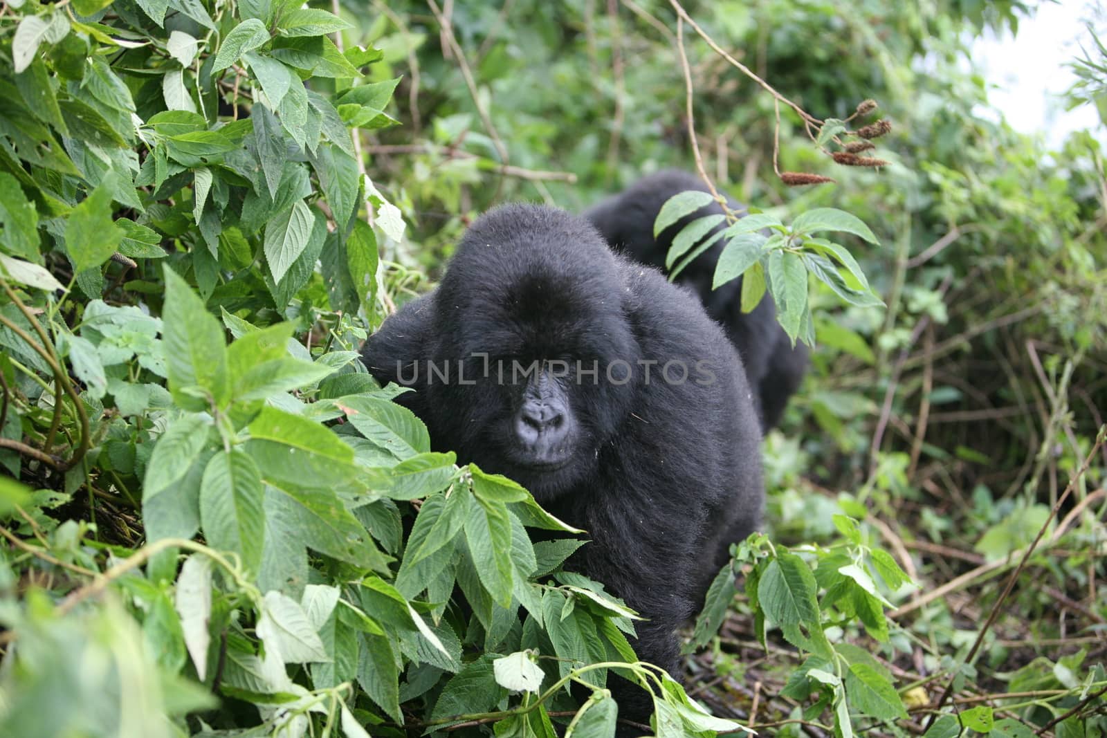 Wild Gorilla animal Rwanda Africa tropical Forest by desant7474