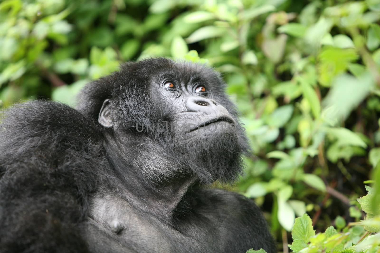 Wild Gorilla animal Rwanda Africa tropical Forest by desant7474