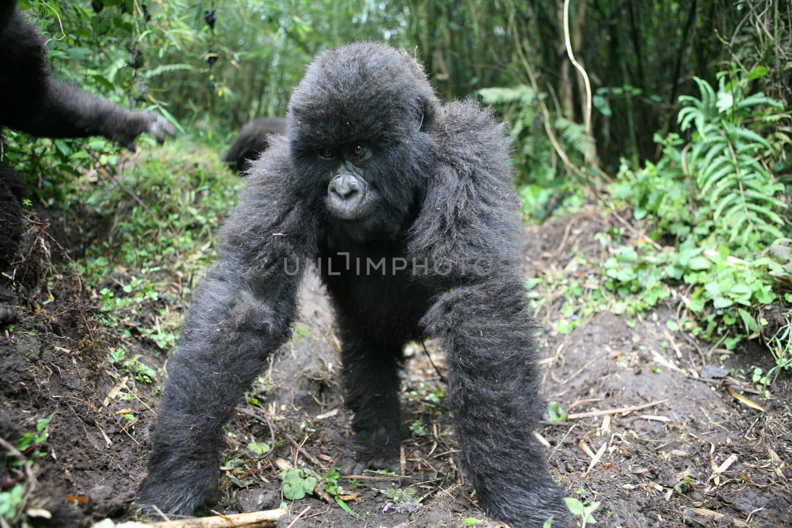 Wild Gorilla animal Rwanda Africa tropical Forest