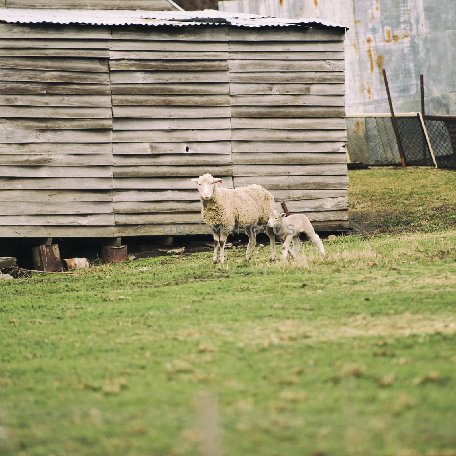 Sheep on the farm during the day in Tasmania.