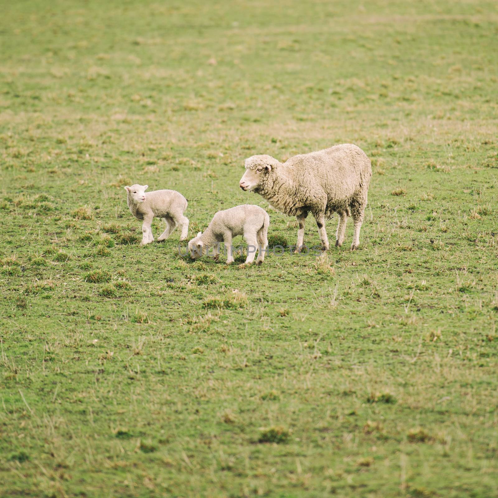 Sheep on the farm during the day in Tasmania