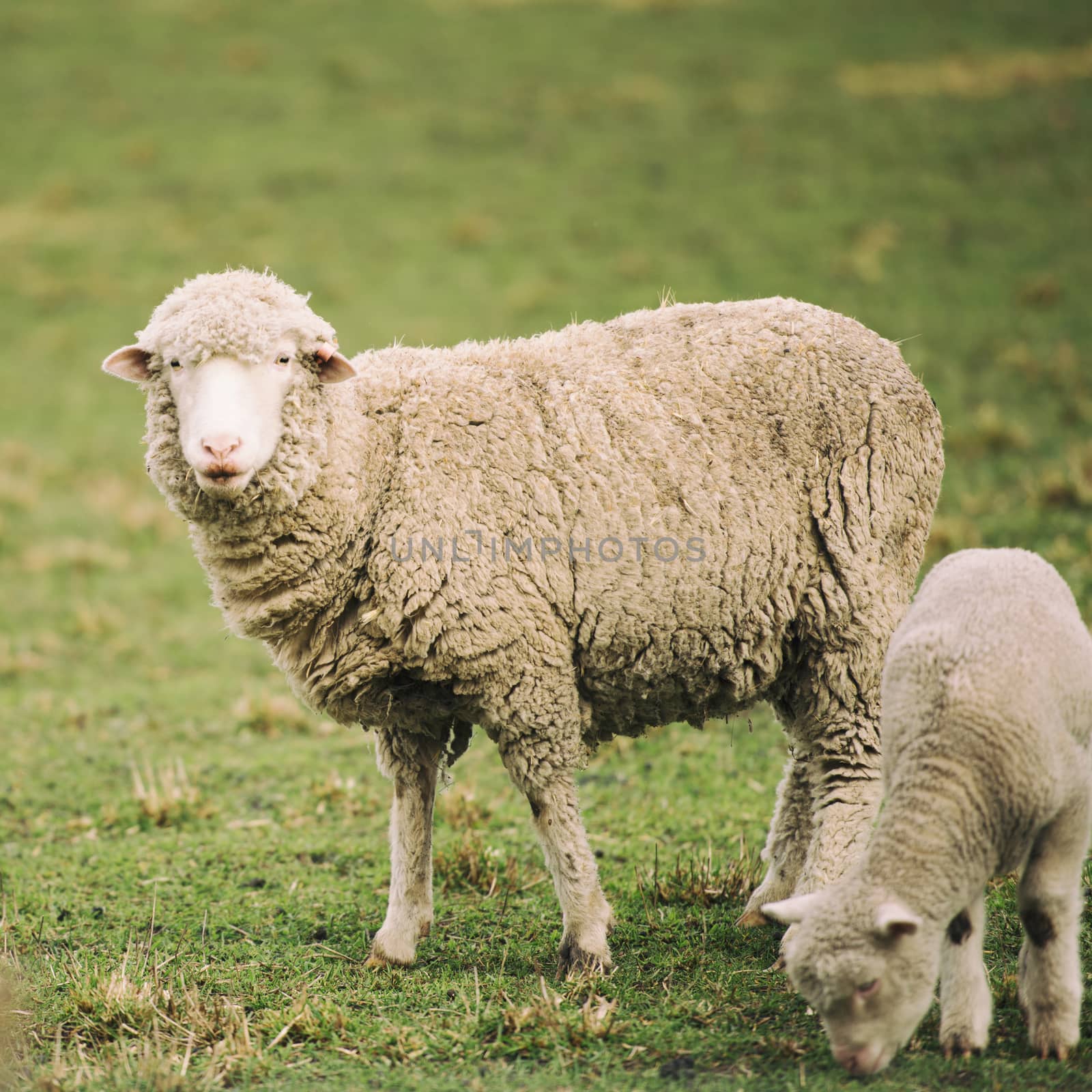 Sheep on the farm during the day in Tasmania.