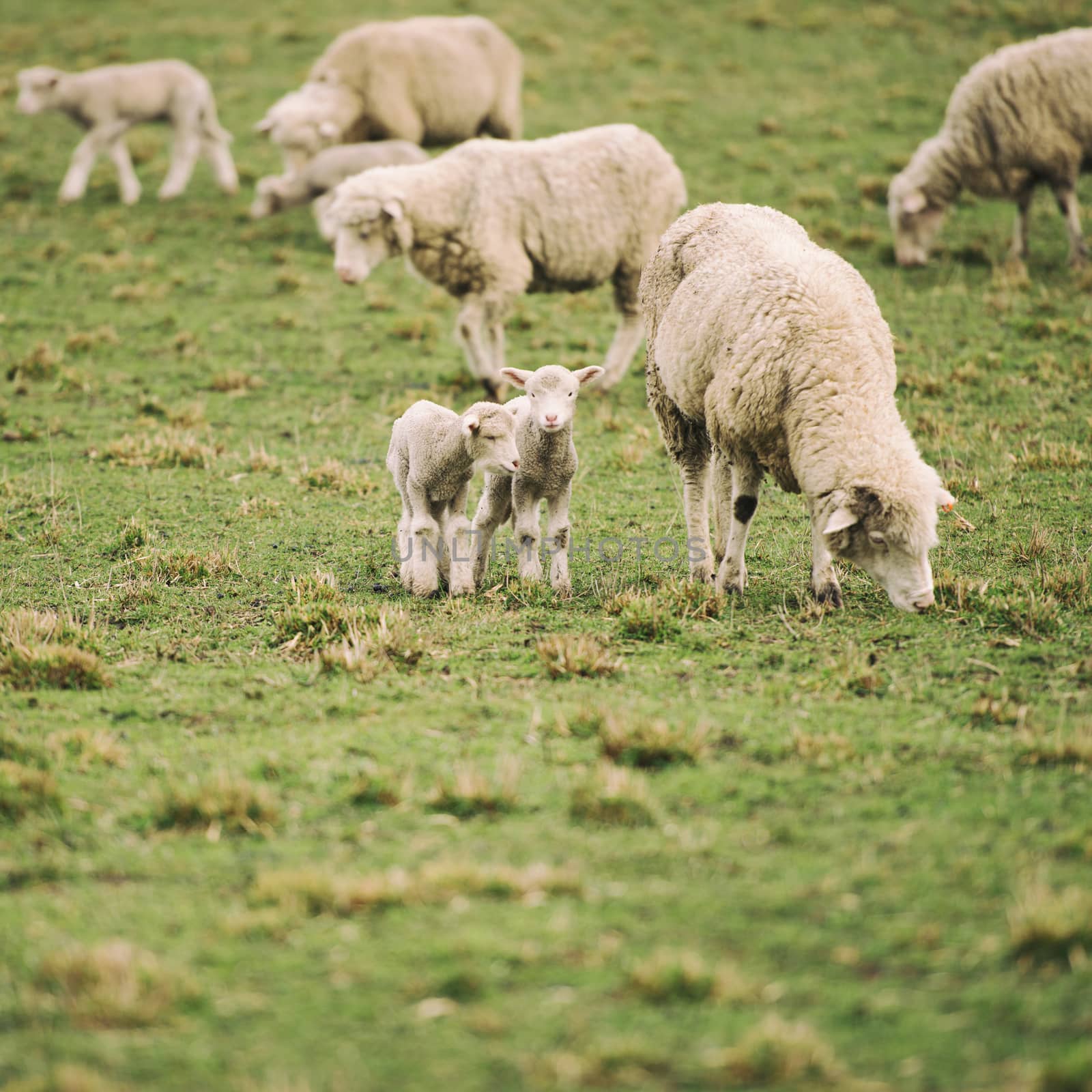 Sheep on the farm by artistrobd
