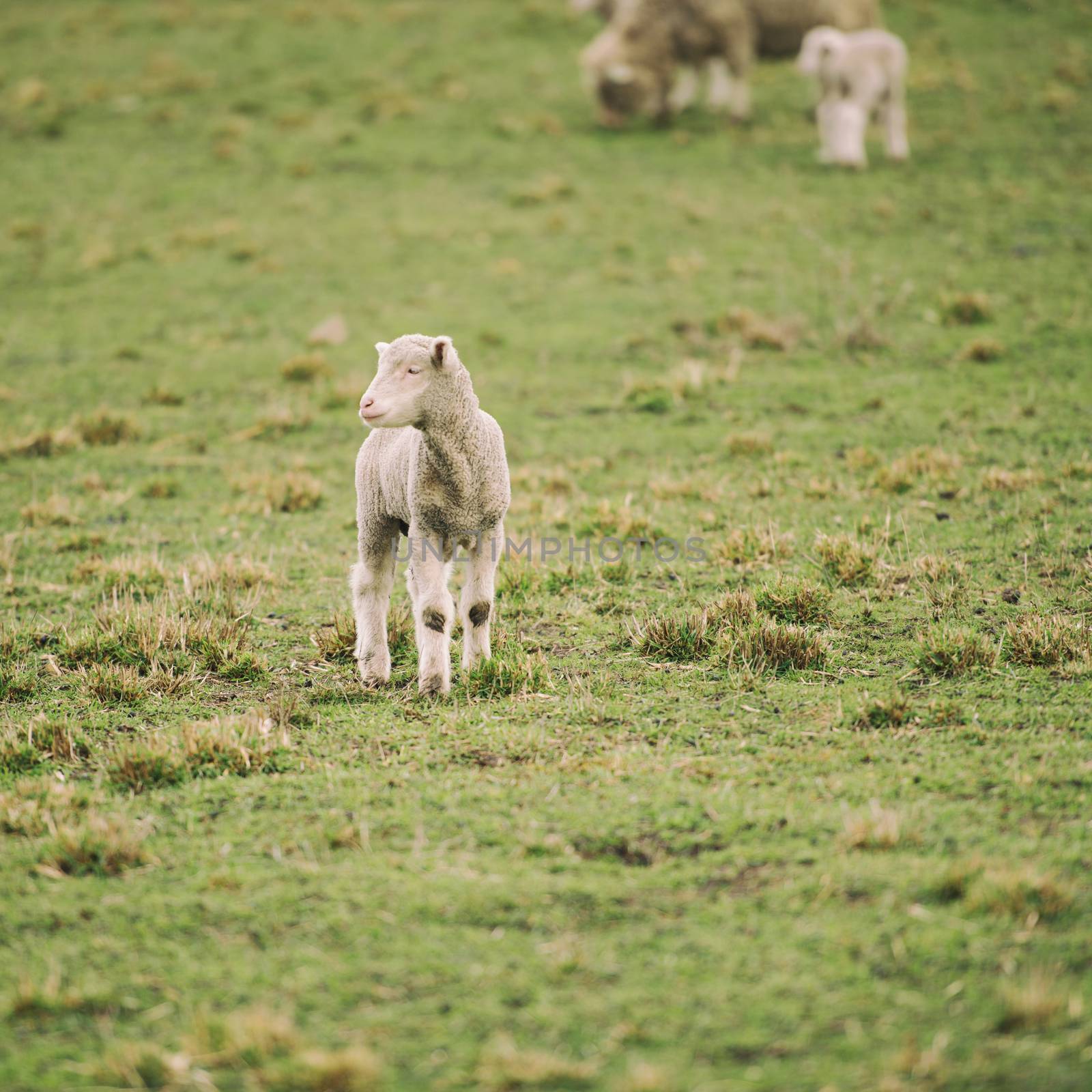 Sheep on the farm by artistrobd