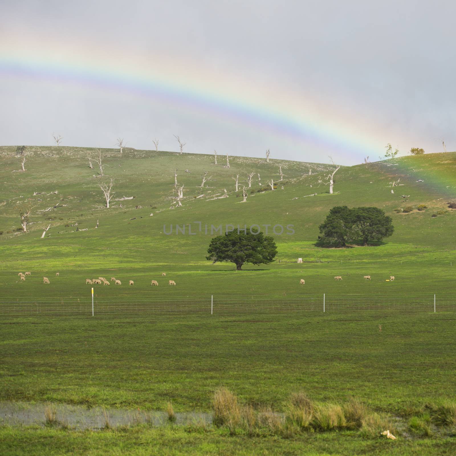 Sheep on the farm during the day in Tasmania.