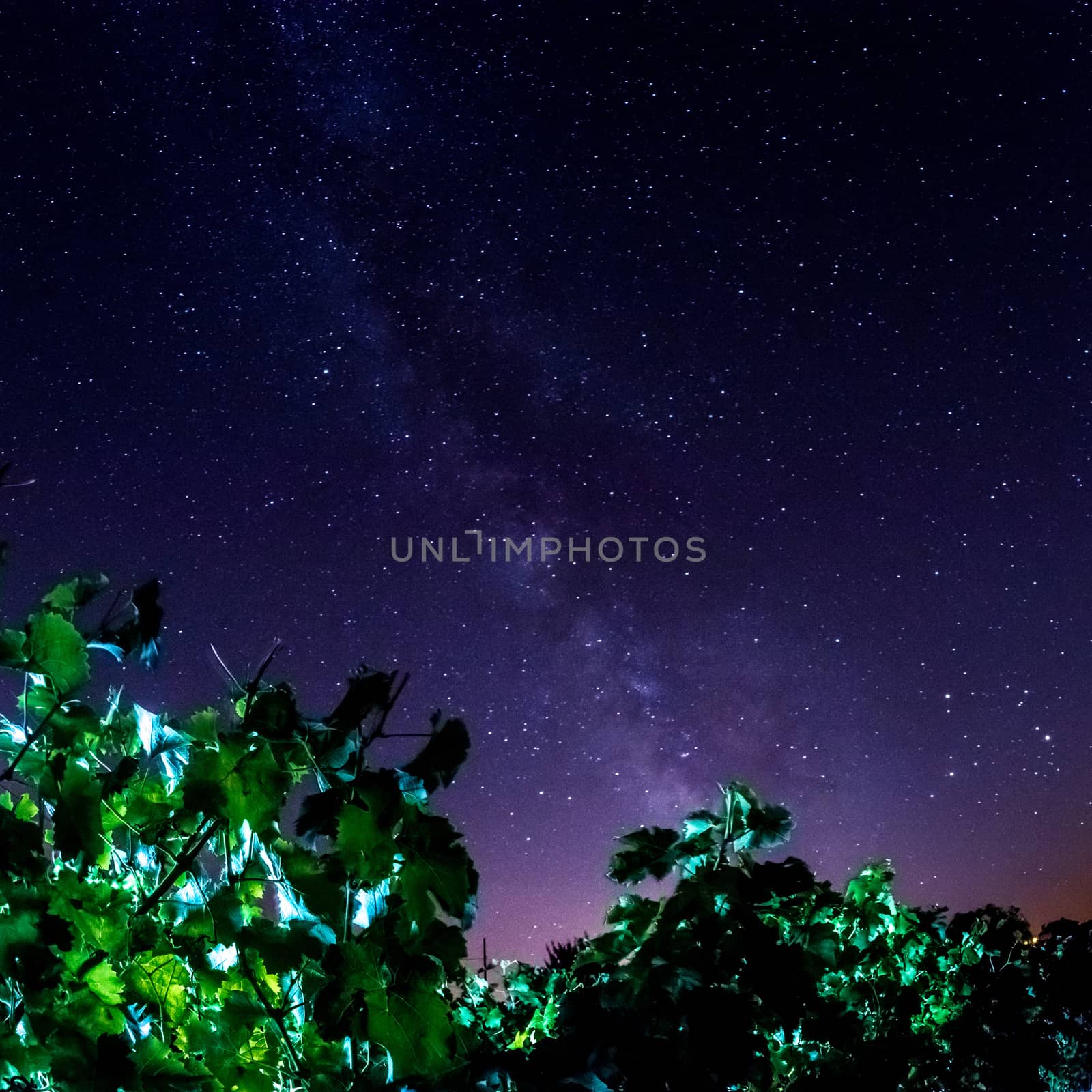 Grape field in the night, Bordeaux Wineyard, France