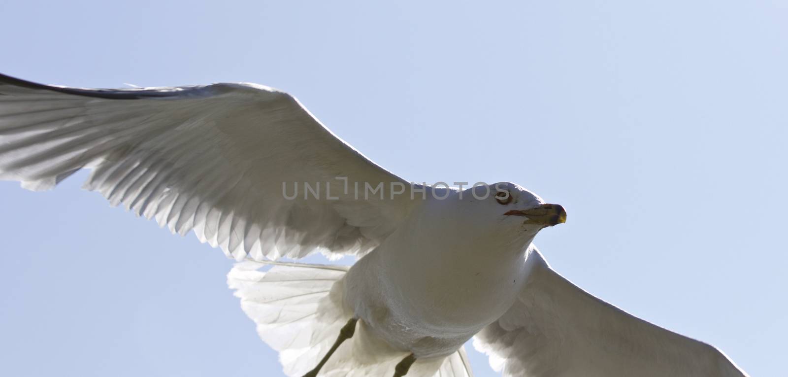 Beautiful isolated photo of a flying gull by teo