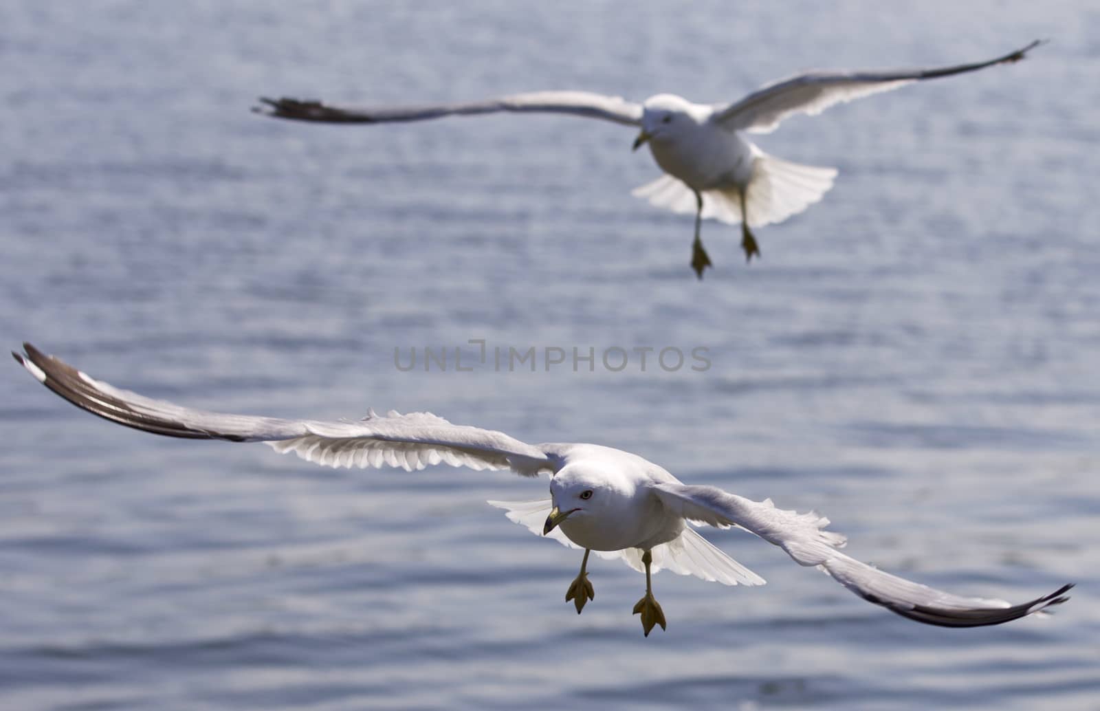 Beautiful isolated image of two flying gull by teo