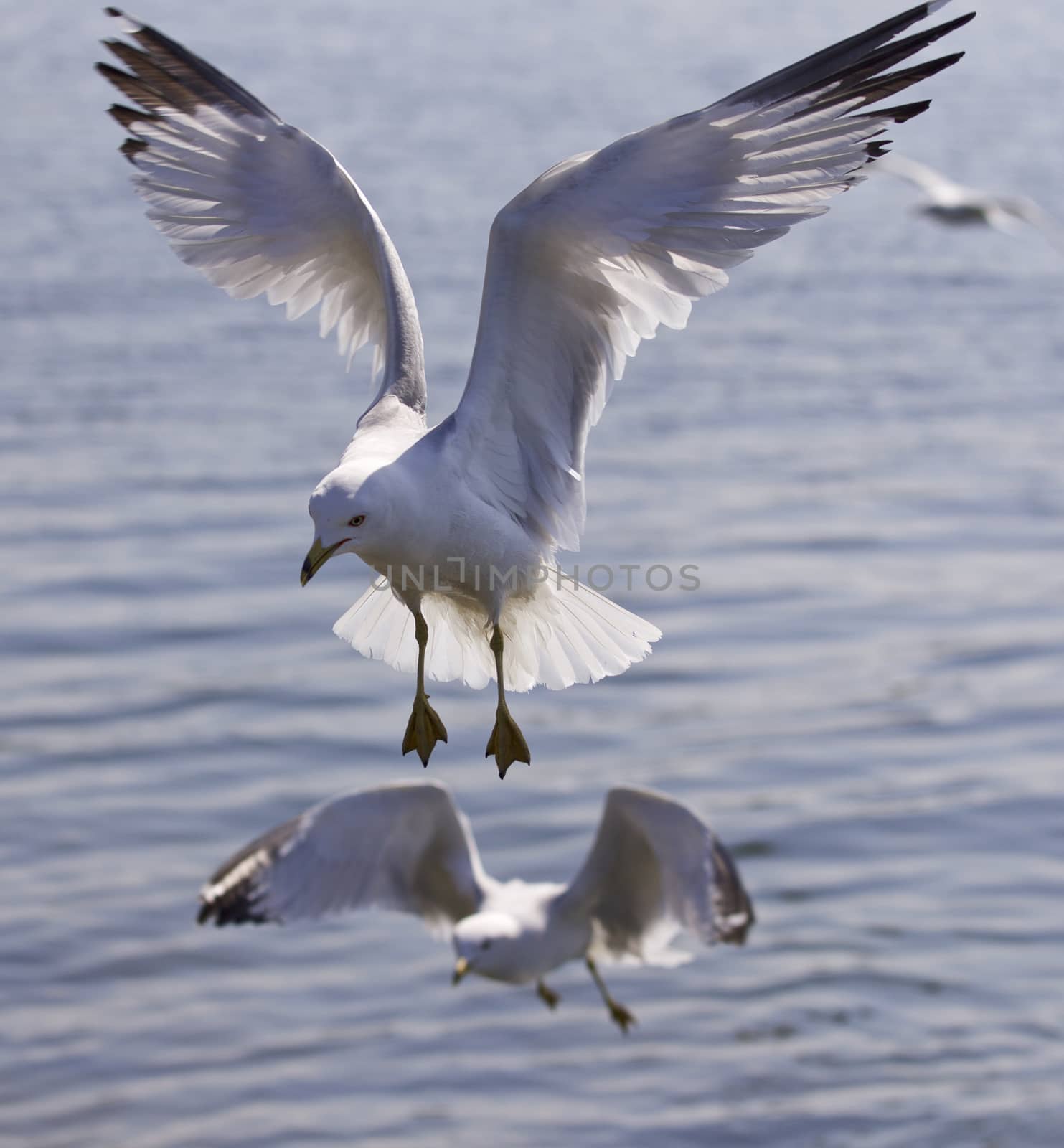 Beautiful isolated photo of two flying gull