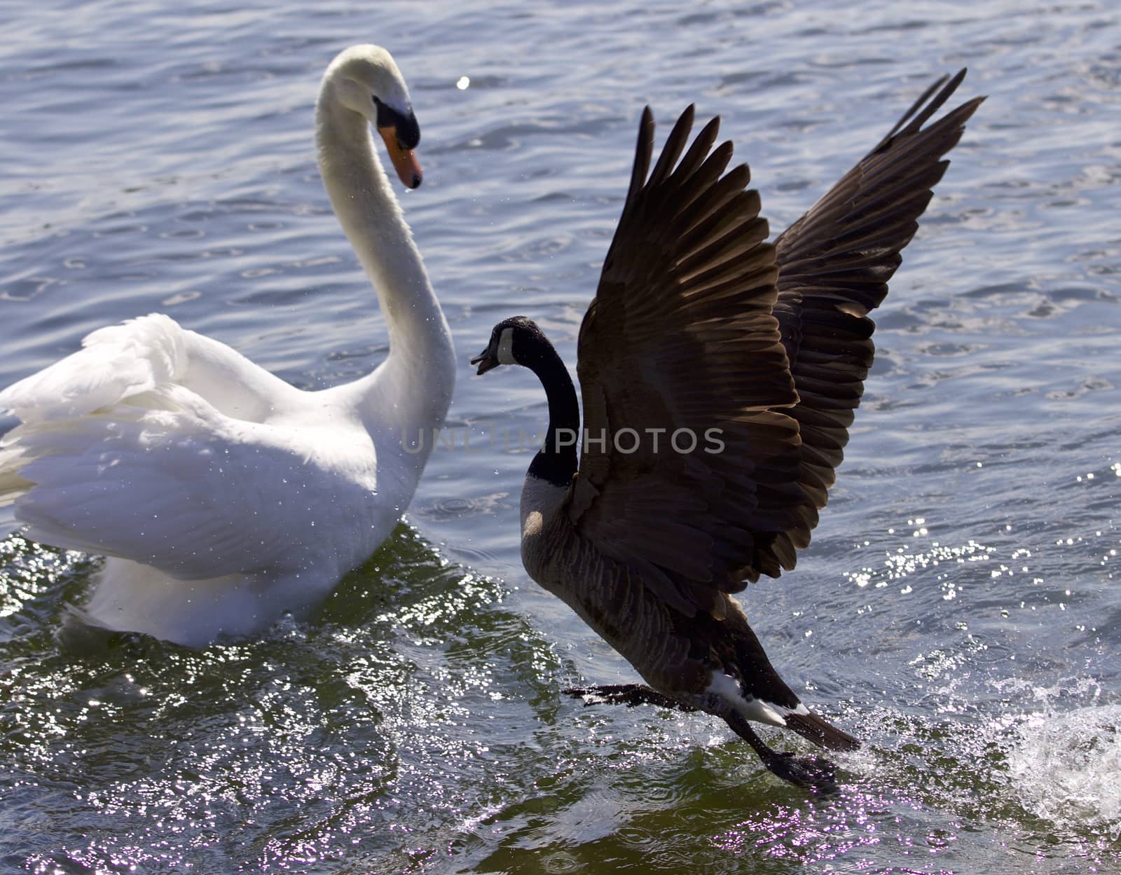 Amazing image of the epic fight between a Canada goose and a swan on the lake