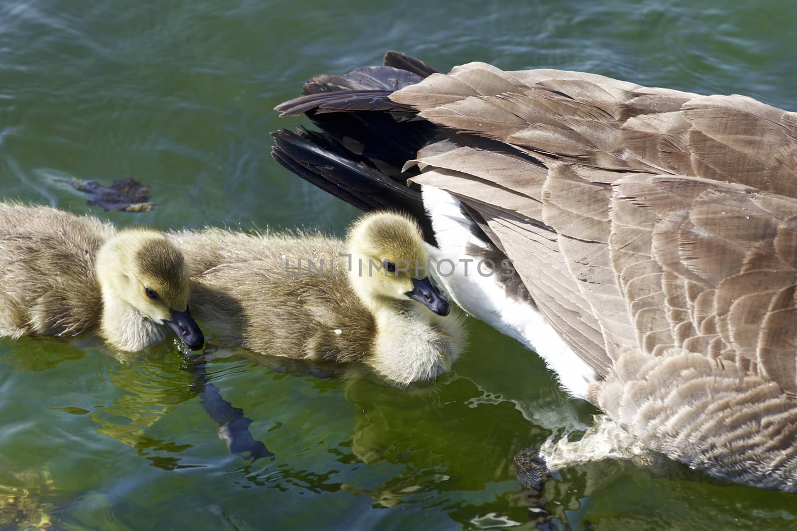 Cute chicks of the Canada geese are swimming after their mom by teo