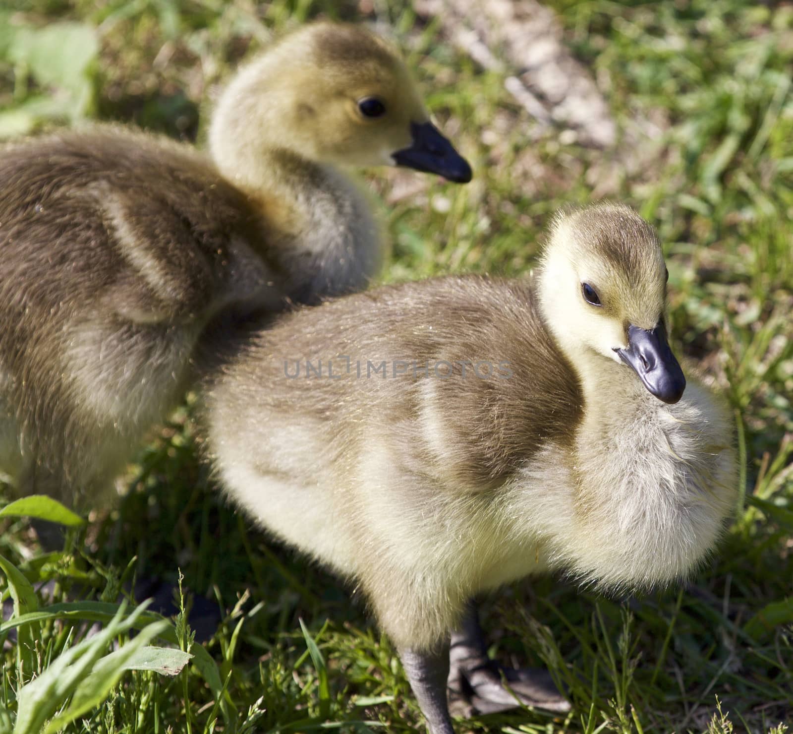 Photo of two chicks of the Canada geese by teo