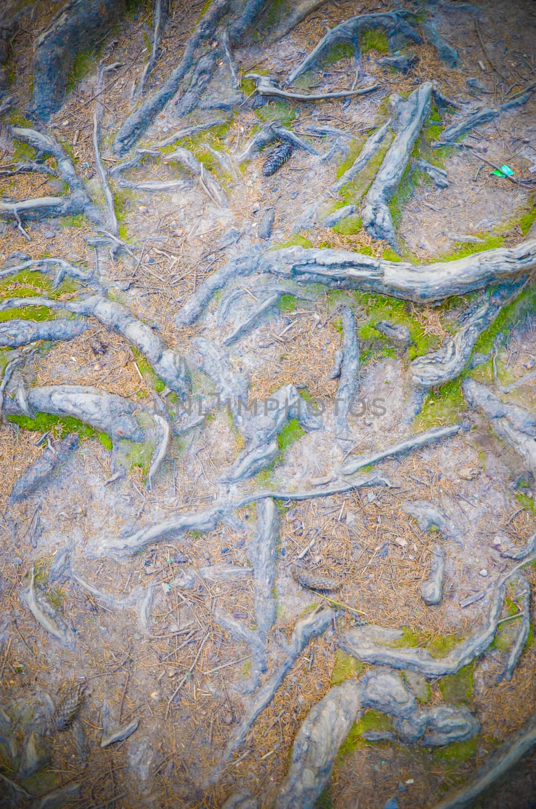 tree roots on the ground in the Carpathian mountains