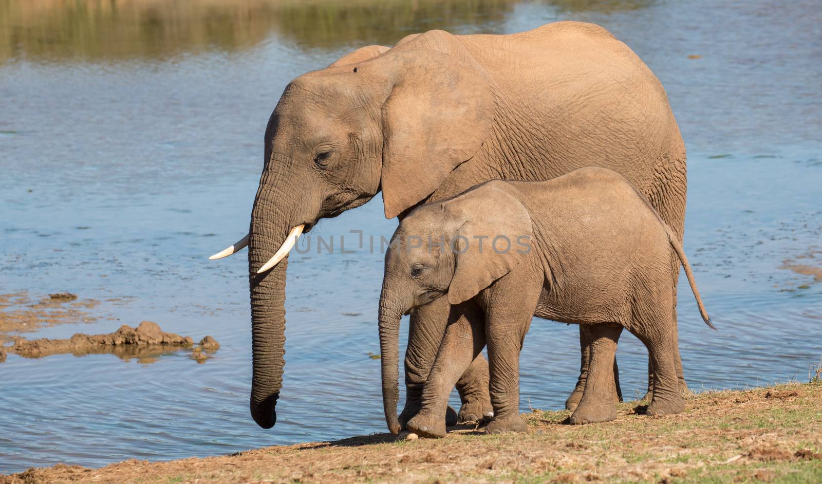 African Elephant Mom and Baby by fouroaks