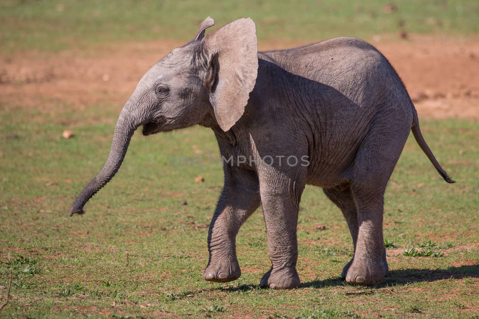 Playful baby African elephnat with wrinkly skin and long trunk