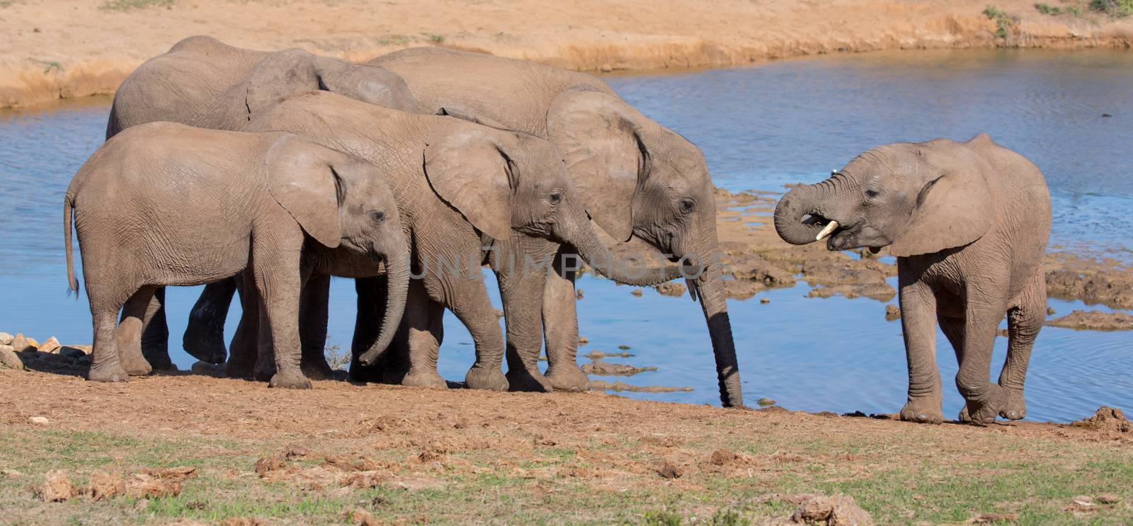 Elephant friends drinking at a waterhole in Africa