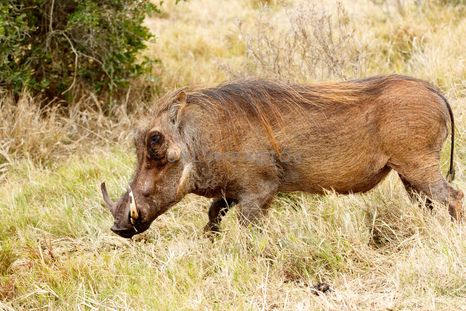 Great Weed i am the common warthog - Phacochoerus africanus - The common warthog is a wild member of the pig family found in grassland, savanna, and woodland in sub-Saharan Africa.