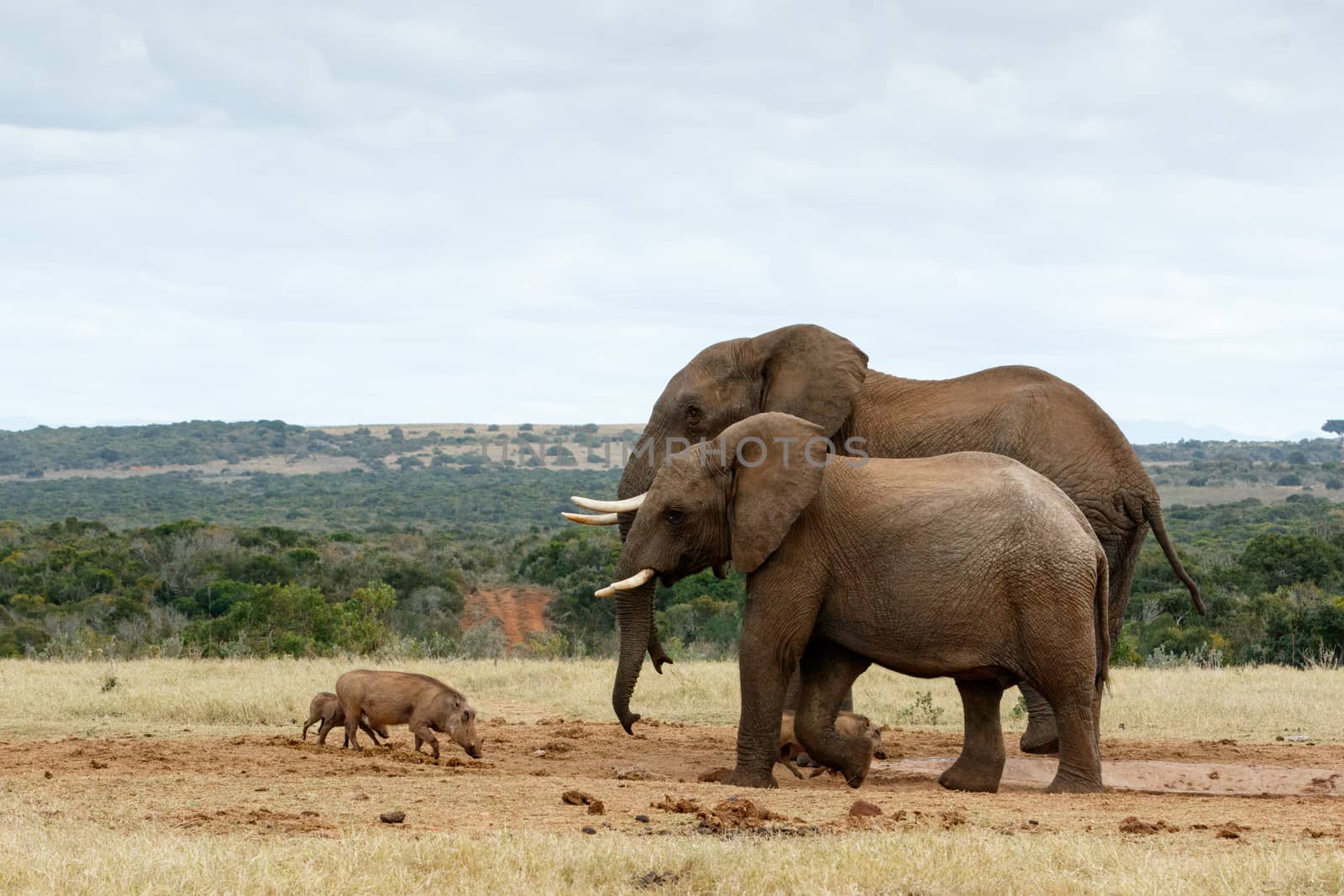 Big Brothers African Bush Elephants - The African bush elephant is the larger of the two species of African elephant. Both it and the African forest elephant have in the past been classified as a single species.