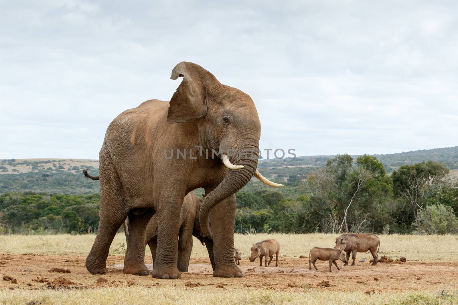 Ok stop taking photos of The African Bush Elephant - The African bush elephant is the larger of the two species of African elephant. Both it and the African forest elephant have in the past been classified as a single species.