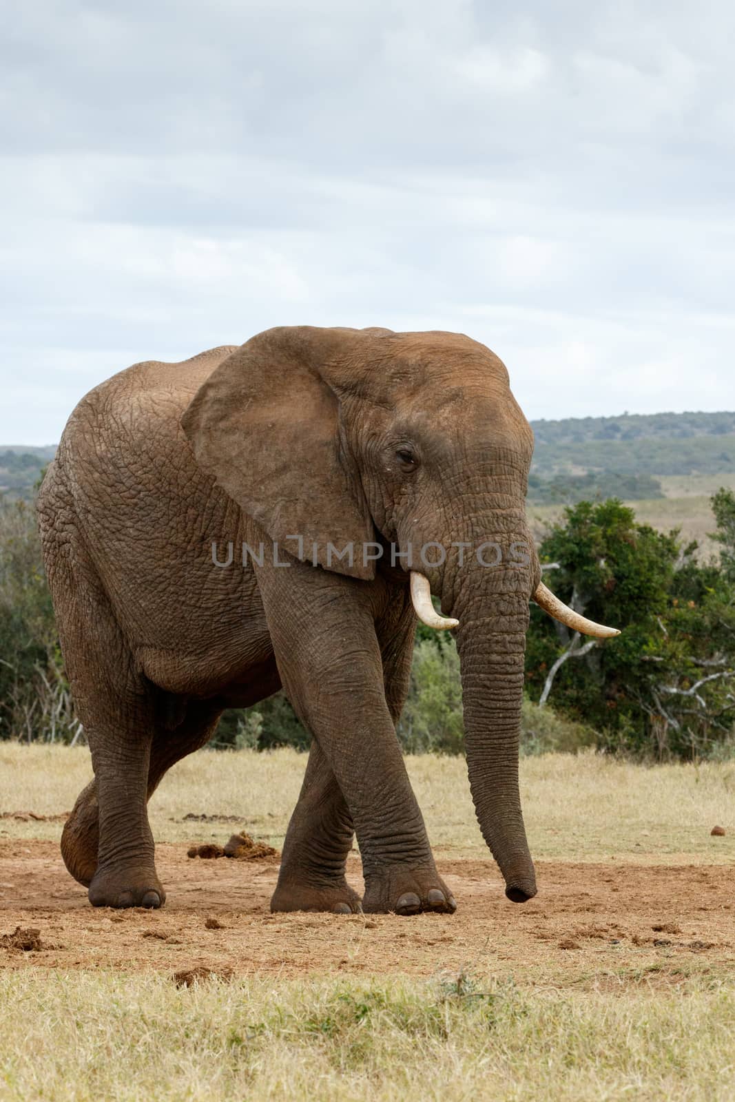 Look at The Huge African Bush Elephant by markdescande