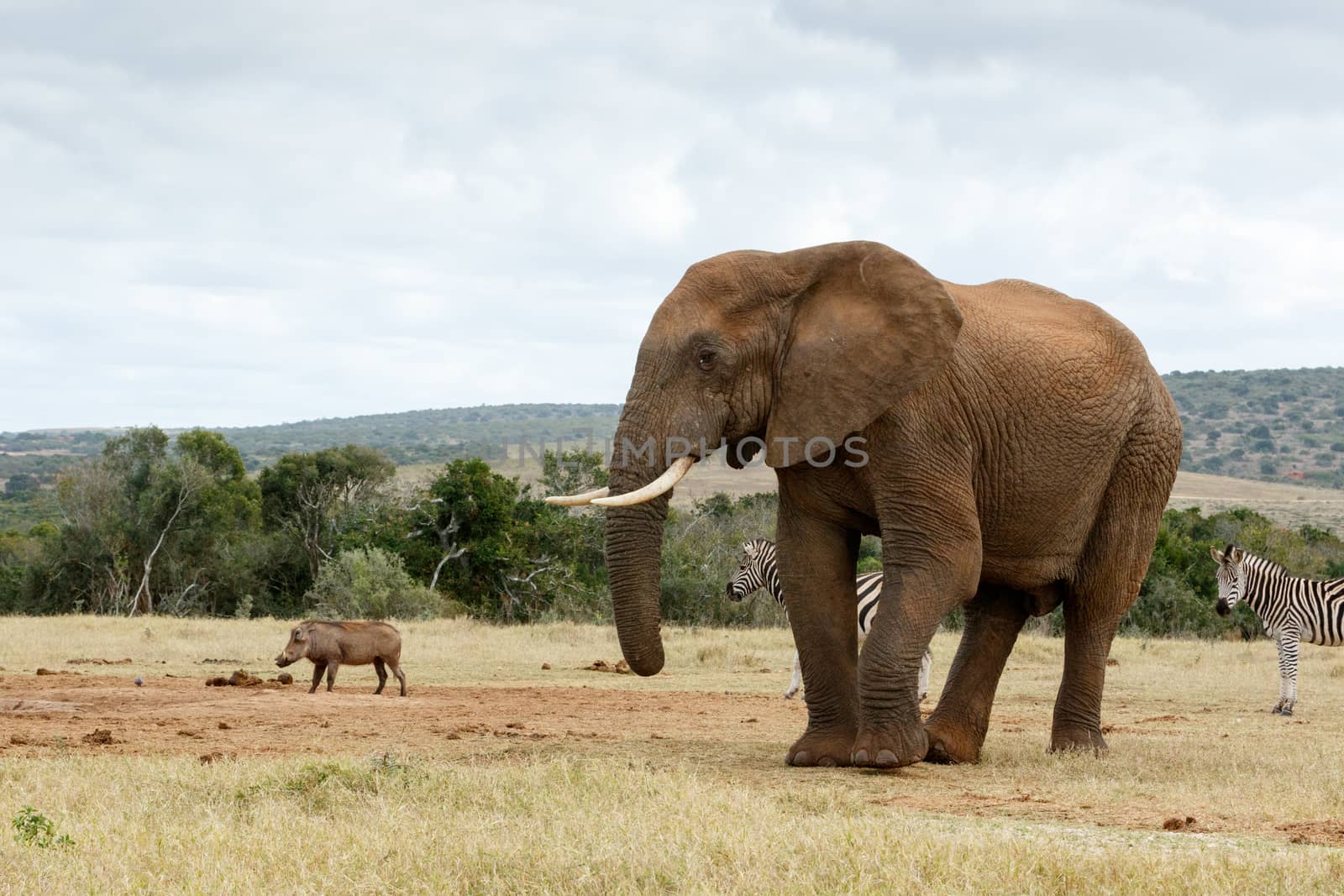 Take a photo of me The African Bush Elephant - The African bush elephant is the larger of the two species of African elephant. Both it and the African forest elephant have in the past been classified as a single species.