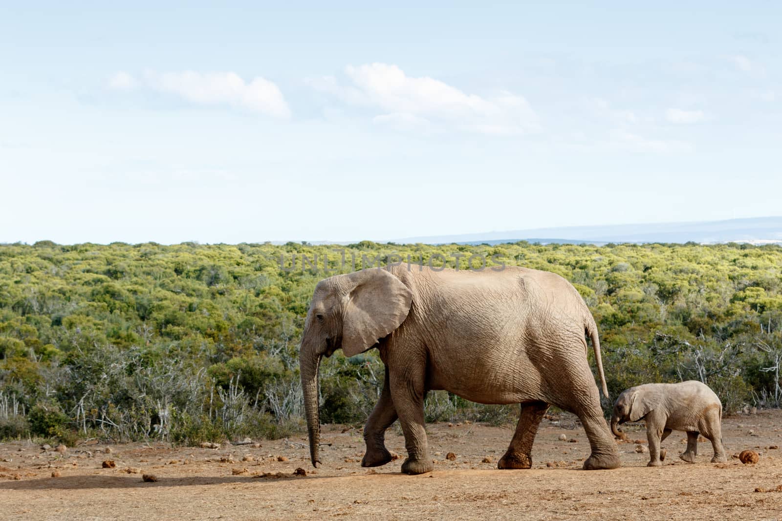 Long Walk To Free  Freedom - African Bush Elephant - The African bush elephant is the larger of the two species of African elephant. Both it and the African forest elephant have in the past been classified as a single species.