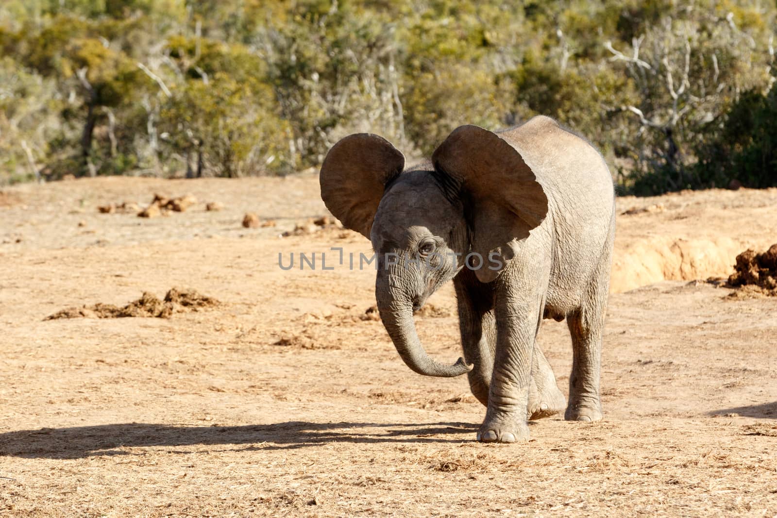 African Bush Elephant with Huge Ears  - The African bush elephant is the larger of the two species of African elephant. Both it and the African forest elephant have in the past been classified as a single species.