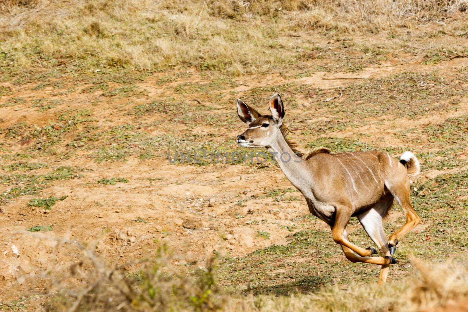 Run Kudu Run - Tragelaphus strepsiceros - The Greater Kudu is a woodland antelope found throughout eastern and southern Africa. Despite occupying such widespread territory, they are sparsely populated in most areas.