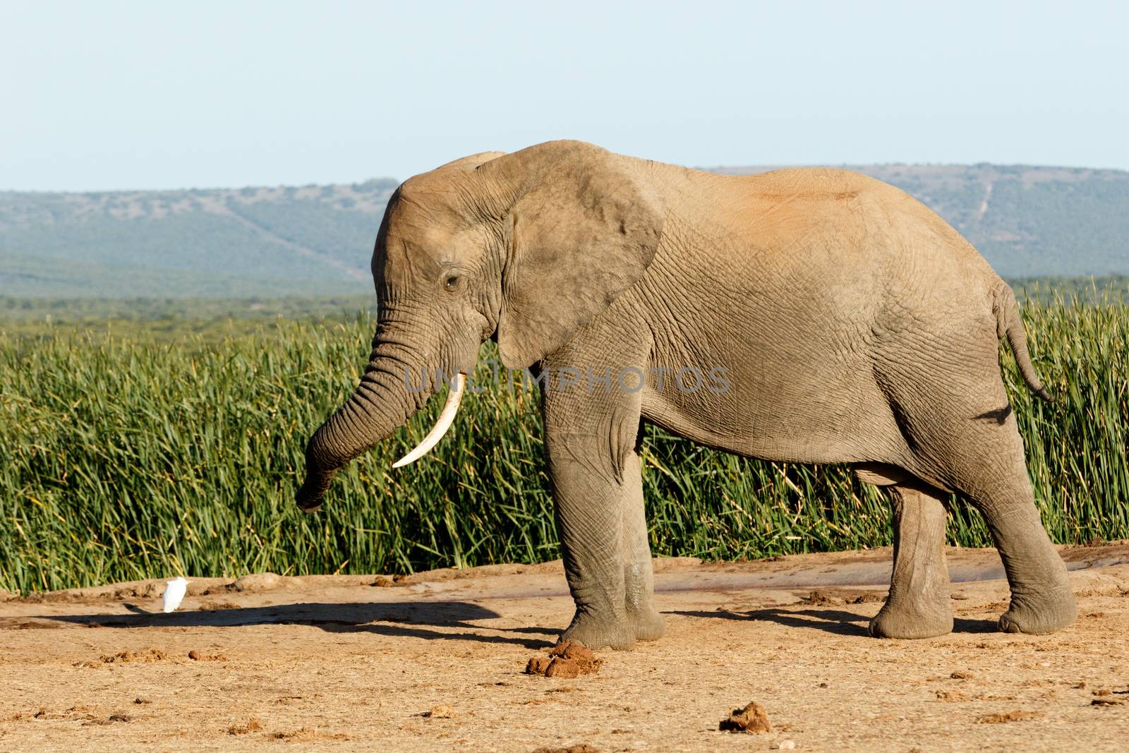 WoW Huge African Bush Elephant - The African bush elephant is the larger of the two species of African elephant. Both it and the African forest elephant have in the past been classified as a single species.