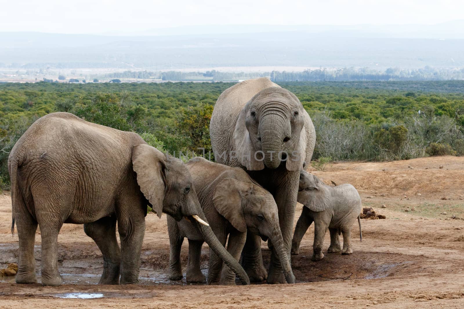 The Real African Bush Elephant family - The African bush elephant is the larger of the two species of African elephant. Both it and the African forest elephant have in the past been classified as a single species.