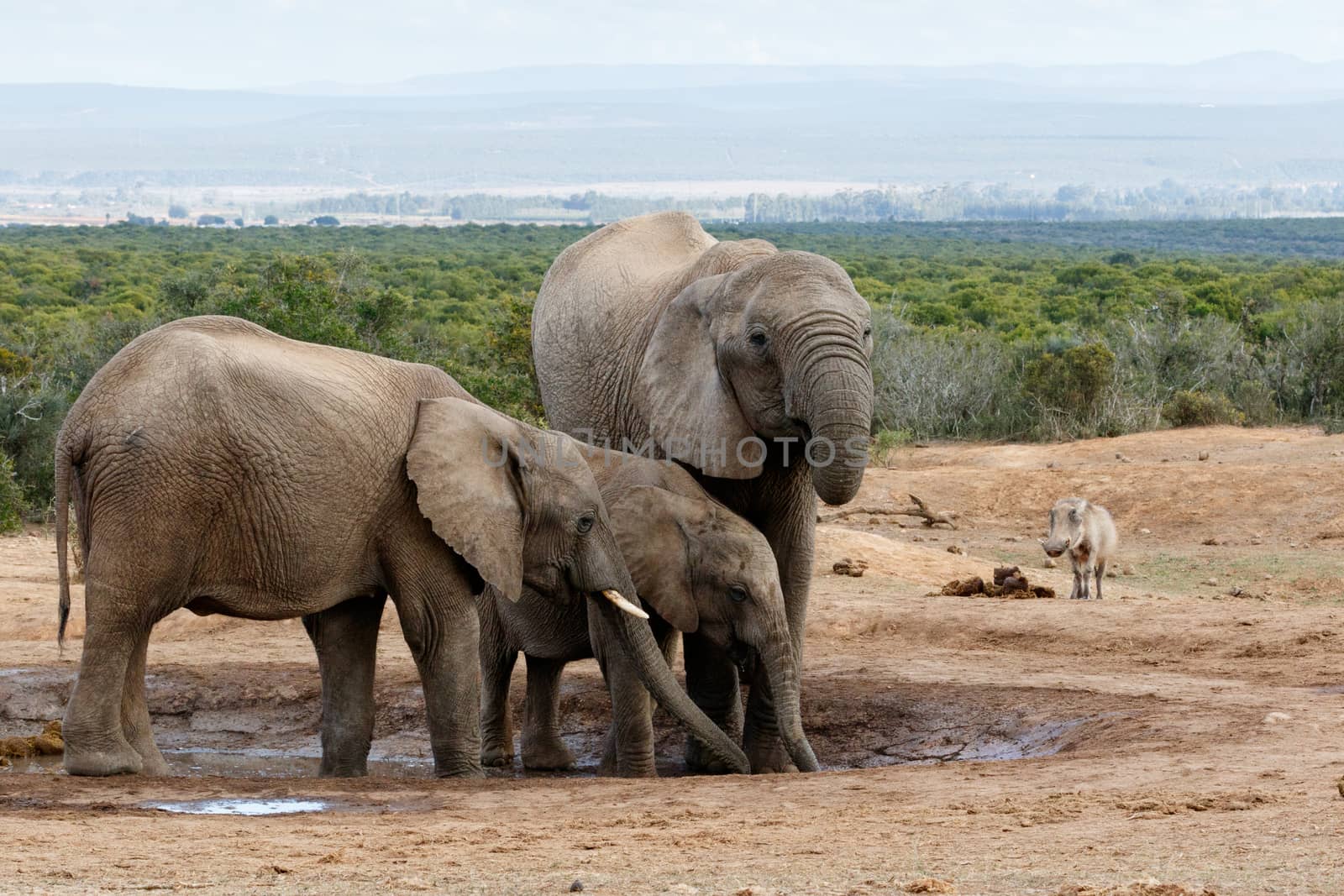 The African bush elephant is the larger of the two species of African elephant. Both it and the African forest elephant have in the past been classified as a single species.
