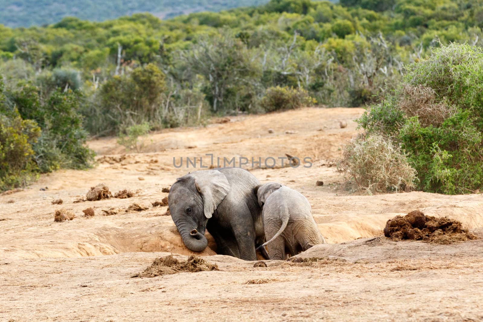 Come on brother you are and African Bush Elephant - The African bush elephant is the larger of the two species of African elephant. Both it and the African forest elephant have in the past been classified as a single species.