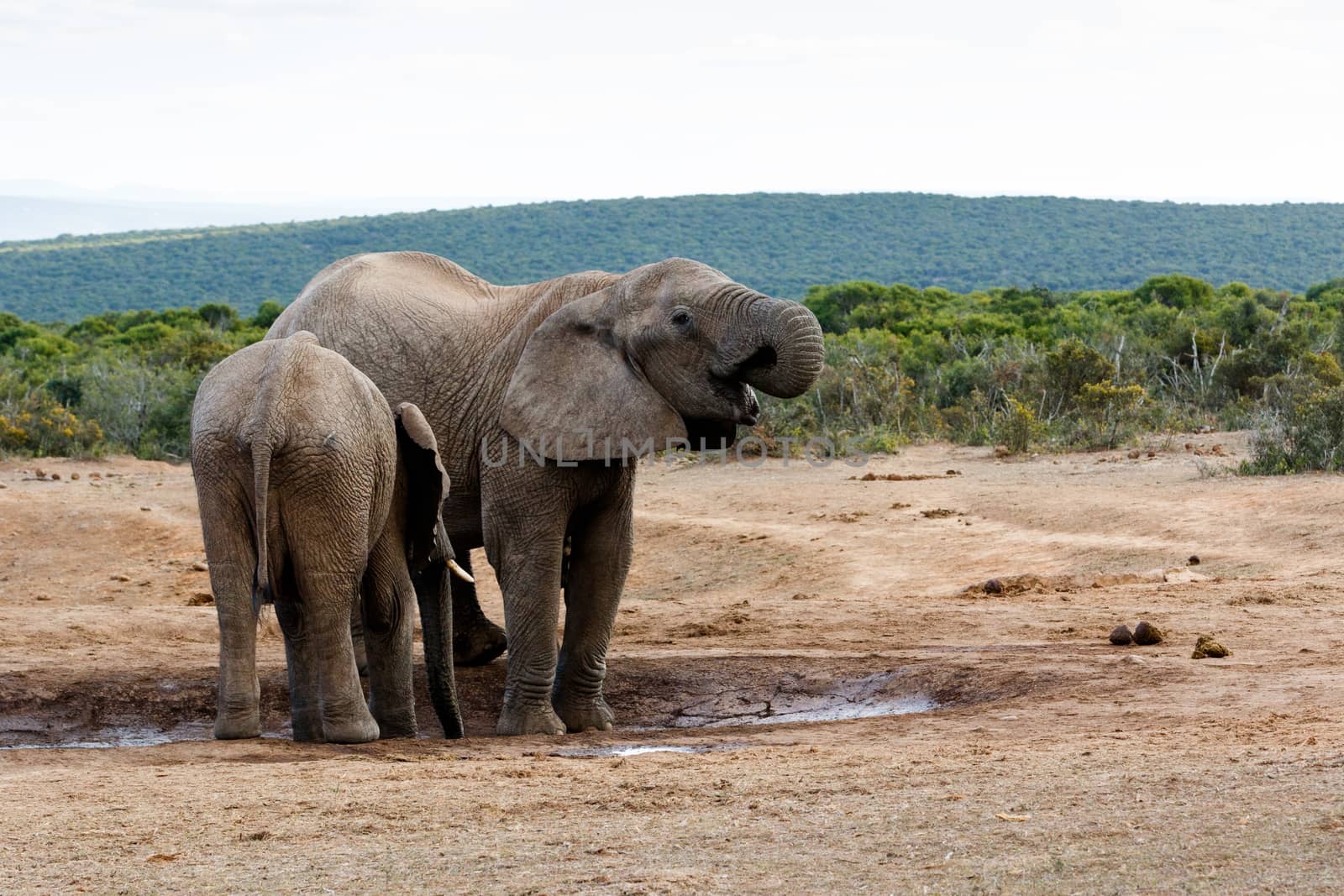 The African bush elephant is the larger of the two species of African elephant. Both it and the African forest elephant have in the past been classified as a single species.