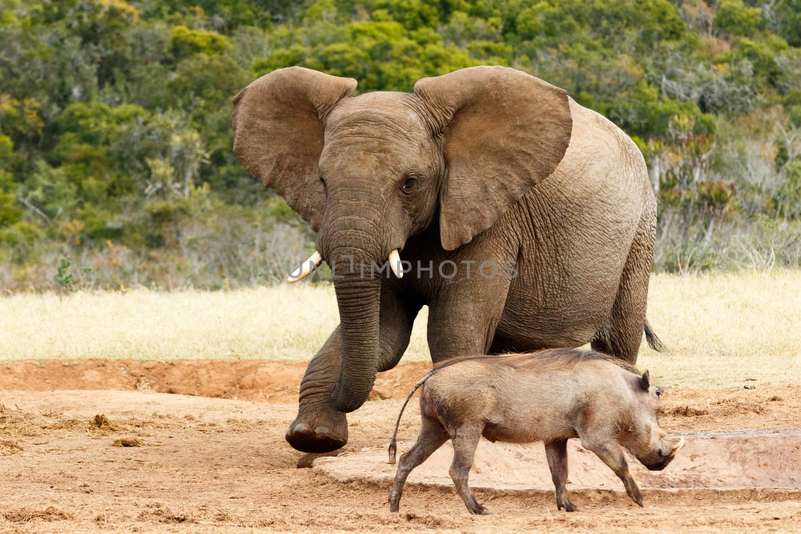 African Bush Elephant my water go away - The African bush elephant is the larger of the two species of African elephant. Both it and the African forest elephant have in the past been classified as a single species.