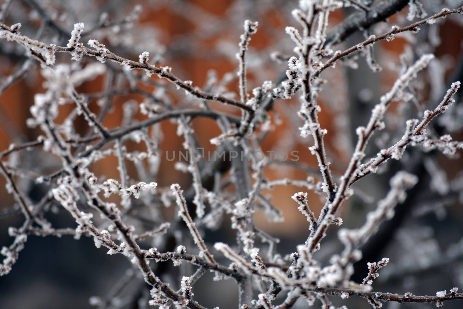 Winter grey frozen branches in white hoarfrost