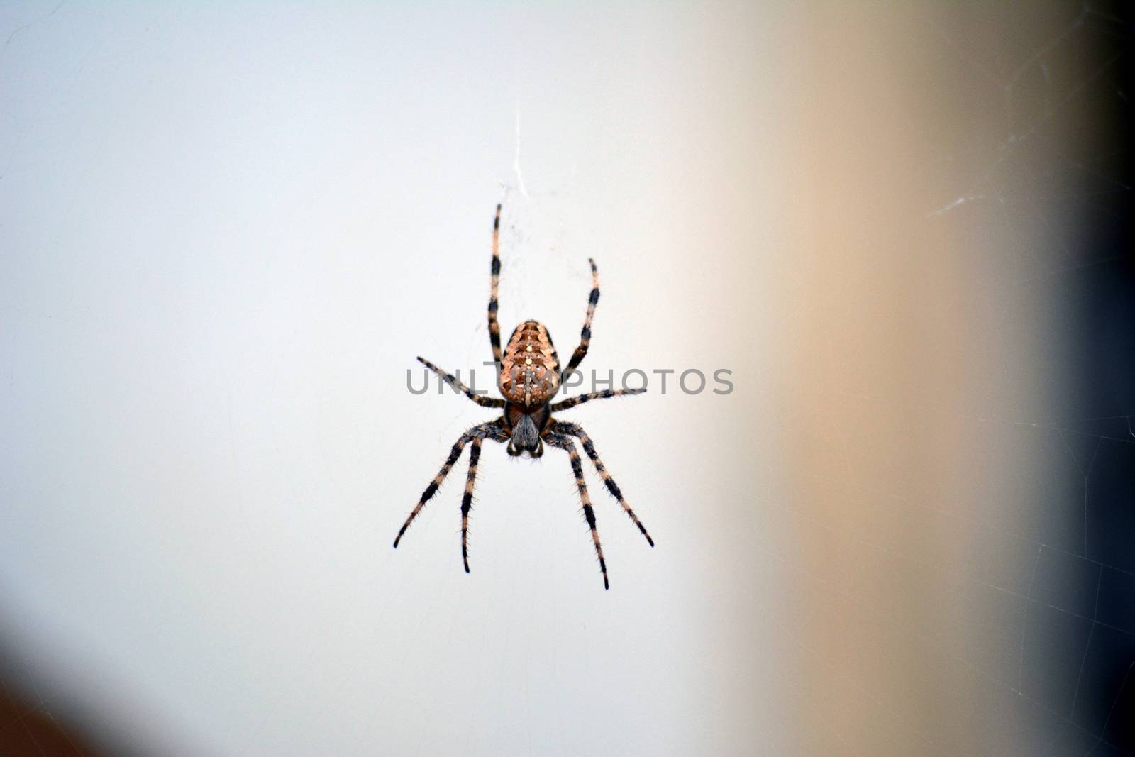 Giant European house spider on the web