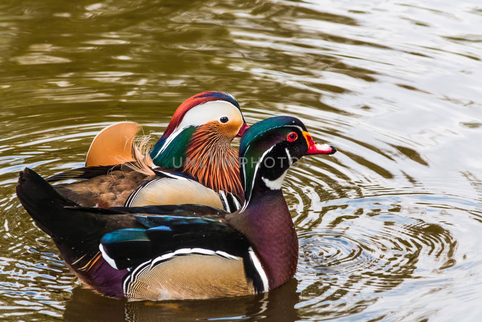 Closeup Mandarin duck (Aix galericulata) swimming in a pond.