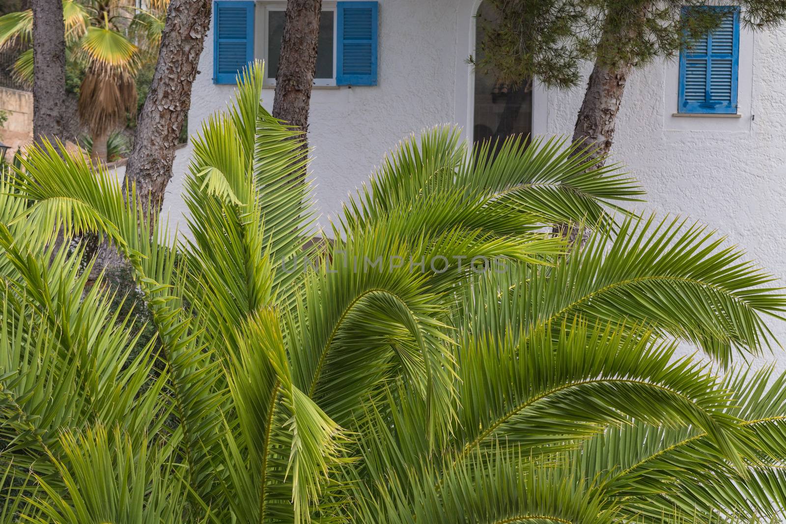 Green palm leaves in the background pine trees and a white wall.