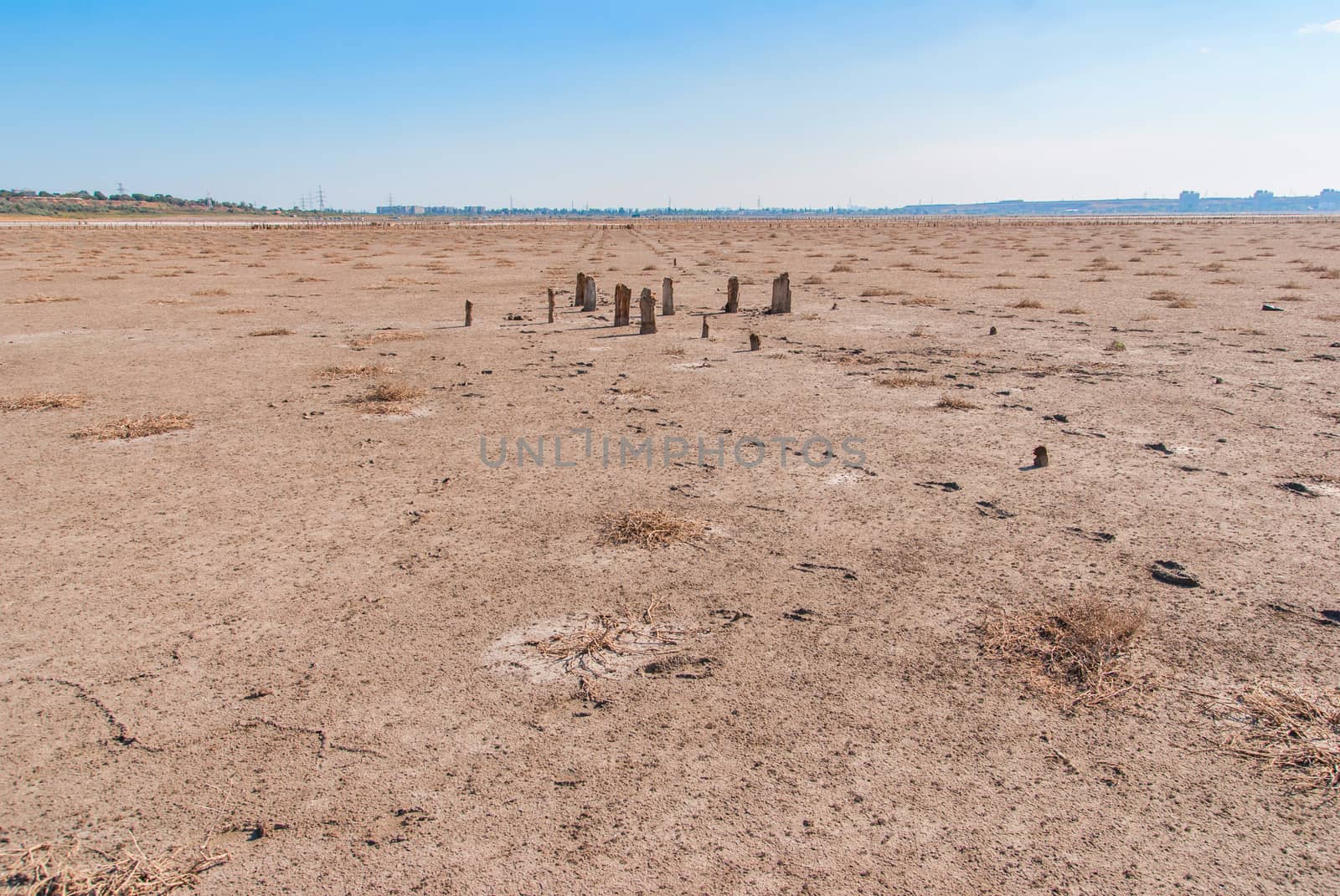 Petrified tree stubs on the bank of the salty lake, Kuyalnik, Ukraine