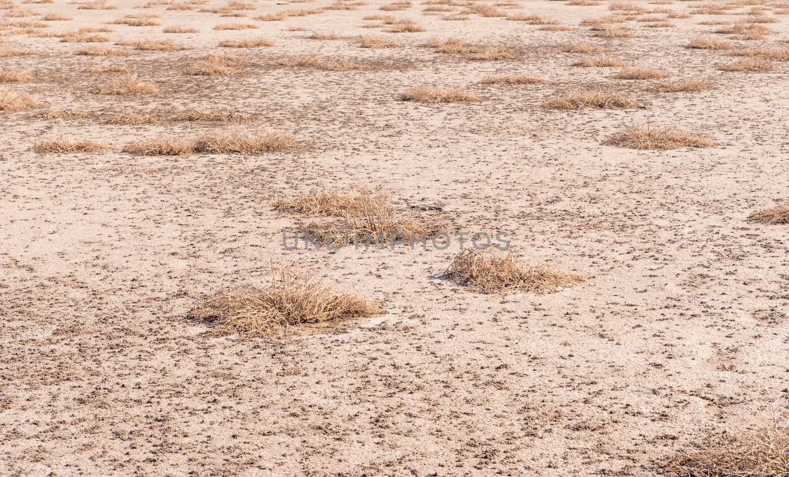 Dried salt lake shore by Zhukow