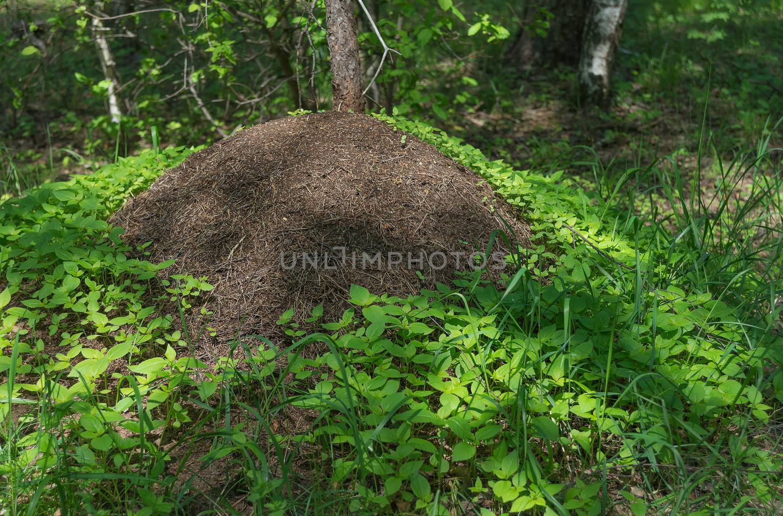 Big anthill in forest by Epitavi