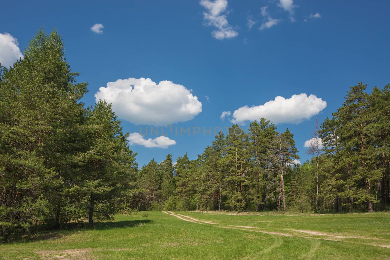 Beautiful landscape: dirt road is on a large green meadow in the middle of a pine forest under blue sky with white clouds