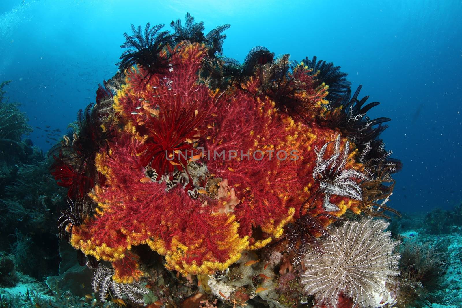 coral life diving Underwater Papua New Guinea Pacific Ocean by desant7474